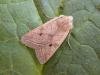 Yellow-line Quaker (Leptologia macilenta), adult. Copyright Keith Dover.