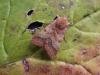 Flounced Chestnut (Anchoscelis helvola), adult. Copyright Keith Dover.