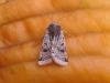Lunar Underwing (Anchoscelis lunosa), adult. Copyright Keith Dover.