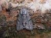 Grey Dagger (Acronicta psi), adult. Taken outside Durham. Copyright Keith Dover.