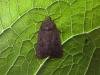 Mouse Moth (Amphipyra tragopoginis), adult. Copyright Keith Dover.