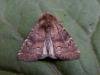 Brown Rustic (Rusina ferruginea), adult. Copyright Keith Dover.