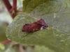 Lesser-spotted Pinion (Cosmia affinis), adult Copyright Keith Dover.