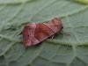 Dun-bar (Cosmia trapezina), adult. Copyright Keith Dover.