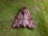 Reddish Light Arches (Apamea sublustris), adult. Copyright Keith Dover.