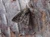 Confused (Apamea furva), adult. Copyright Keith Dover.
