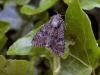 Small Clouded Brindle (Apamea unanimis), adult. Taken outside Durham. Copyright Keith Dover.