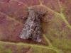 Flounced Rustic (Luperina testacea), adult. Copyright Keith Dover.