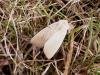 Fen Wainscot (Arenostola phragmitidis), adult. Taken outside Durham, 26-07-2006. Copyright Keith Dover.