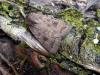 Mottled Rustic (Caradrina morpheus), adult. Taken outside Durham. Copyright Keith Dover.