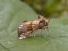 Golden Plusia (Polychrysia moneta), adult. Taken outside Durham. Copyright Keith Dover.