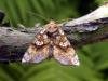 Golden Plusia (Polychrysia moneta), adult. Chester-le-Street, 07-07-2004. Copyright Keith Dover.