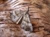 Snout (Hypena proboscidalis), adult. Copyright Keith Dover.