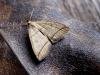 Small Fan-foot (Herminia grisealis), adult. Copyright Keith Dover.