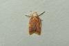 Carcina quercana, adult. Chester-le-Street, 19-07-2013. Copyright Keith Dover.