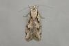 Semioscopis avellanella, adult. Taken outside Durham, 16-04-2007. Copyright Keith Dover.