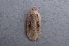 Agonopterix ocellana, adult. Taken outside Durham, 12-03-2007. Copyright Keith Dover.