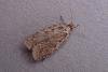 Agonopterix heracliana, adult. Chester-le-Street, 09-03-2007. Copyright Keith Dover.