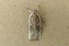 Agonopterix nervosa, adult. Chester-le-Street, 03-08-2008. Copyright Keith Dover.