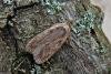 Parsnip Moth (Depressaria radiella), adult. Taken outside Durham, 12-04-2011. Copyright Keith Dover.