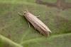 Limnaecia phragmitella, adult. Chester-le-Street, 16-08-2015. Copyright Keith Dover.