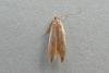 Limnaecia phragmitella, adult. Chester-le-Street, 25-07-2013. Copyright Keith Dover.