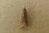 Helcystogramma rufescens, adult. Chester-le-Street, 23-07-2008. Copyright Keith Dover.