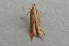 Metzneria metzneriella, adult. Chester-le-Street, 01-07-2009. Copyright Keith Dover.