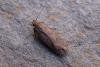 Bryotropha terrella, adult. Chester-le-Street, 06-08-2007. Copyright Keith Dover.