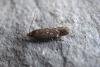 Bryotropha affinis, adult. Taken outside Durham, 10-07-2005. Copyright Keith Dover.