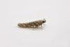 Beet Moth (Scrobipalpa ocellatella), adult. Chester-le-Street. Copyright Keith Dover.