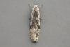Carpatolechia proximella, adult. Taken outside Durham, 11-06-2007. Copyright Keith Dover.