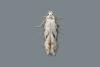Stenolechia gemmella, adult. Chester-le-Street, 06-09-2020. Copyright Keith Dover.