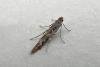 Batrachedra praeangusta, adult. Chester-le-Street, 25-07-2012. Copyright Keith Dover.
