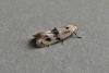 Elachista maculicerusella, adult. Taken outside Durham, 01-08-2009. Copyright Keith Dover.