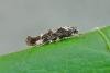 Mompha conturbatella, adult. Chester-le-Street, 30-07-2013. Copyright Keith Dover.