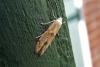 Blastobasis lacticolella, adult. Chester-le-Street, 16-10-2009. Copyright Keith Dover.