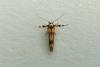 Stathmopoda pedella, adult. Framwellgate Moor, 25-07-2012. Copyright Keith Dover.