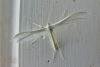 White Plume (Pterophorus pentadactyla), adult. Taken outside Durham, 02-07-2009. Copyright Keith Dover.
