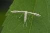Hemp Agrimony Plume (Adaina microdactyla), adult. Taken outside Durham. Copyright Keith Dover.