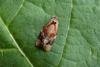 Red-barred Tortrix (Ditula angustiorana), adult. Taken outside Durham, 08-07-2005. Copyright Keith Dover.
