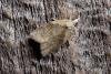 Capua vulgana, adult. Taken outside Durham, 18-05-2007. Copyright Keith Dover.
