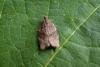 Dark Fruit-tree Tortrix (Pandemis heparana), adult. Taken outside Durham, 08-07-2005. Copyright Keith Dover.