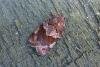 Syndemis musculana, adult. Taken outside Durham, 18-05-2007. Copyright Keith Dover.
