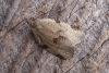 Lozotaenia forsterana, adult. Chester-le-Street, 02-07-2007. Copyright Keith Dover.