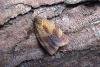 Carnation Tortrix (Cacoecimorpha pronubana), adult. Chester-le-Street, 19-09-2007. Copyright Keith Dover.