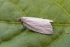Timothy Tortrix (Zelotherses paleana), adult. Chester-le-Street, 10-06-2007. Copyright Keith Dover.