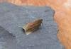 Bilberry Tortrix (Aphelia viburnana), adult. Chester-le-Street, 19-06-2017. Copyright Keith Dover.