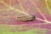 Bilberry Tortrix (Aphelia viburnana), adult. Taken outside Durham, 11-08-2015. Copyright Keith Dover.