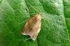 Clepsis consimilana, adult. Chester-le-Street, 04-07-2011. Copyright Keith Dover.
